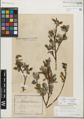 Foto von Salix glabra Scop. x Salix myrsinifolia Salisb.